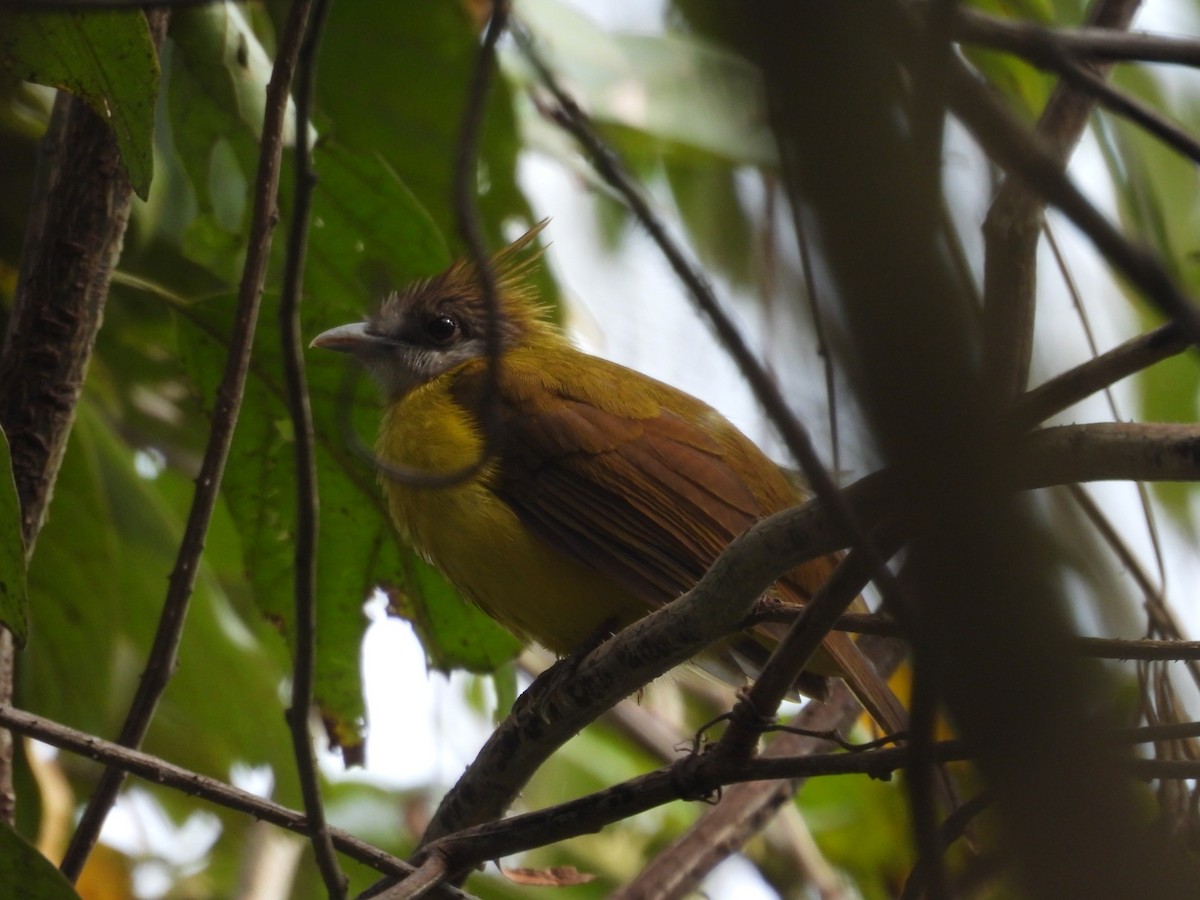 Bulbul flavéole - ML634454967