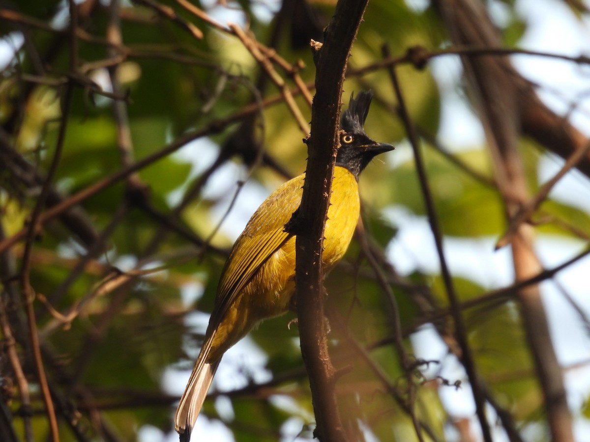 Bulbul à huppe noire - ML634454973