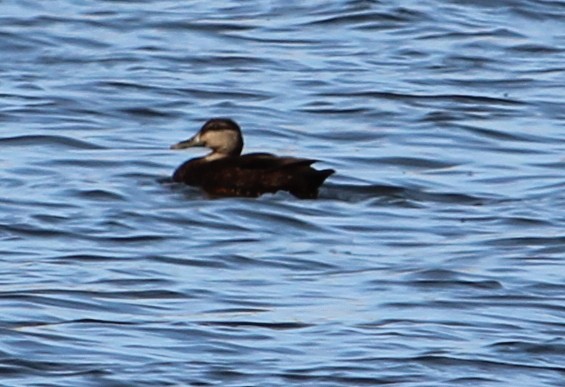 American Black Duck - ML634455115