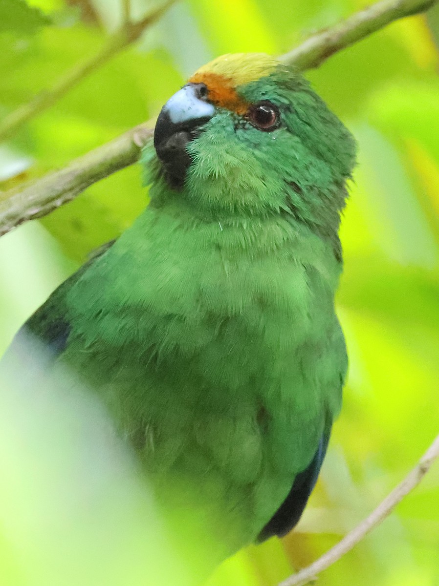 Malherbe's Parakeet - ML634455233