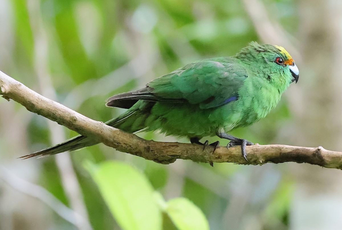 Malherbe's Parakeet - ML634455234
