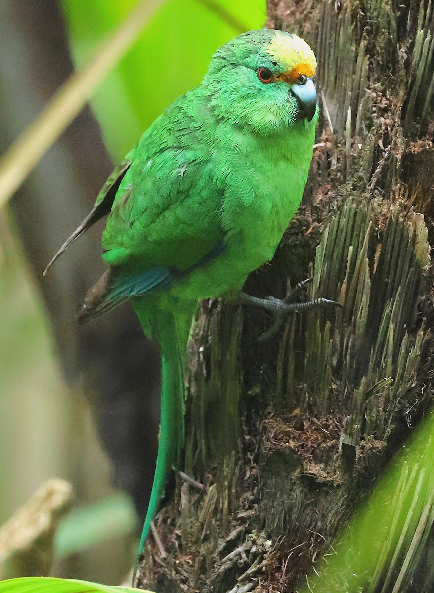 Malherbe's Parakeet - ML634455235