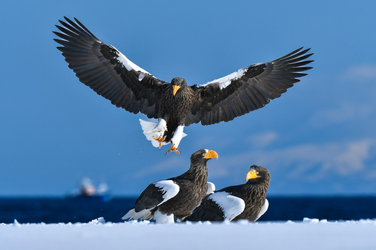 Steller's Sea-Eagle - ML634455265