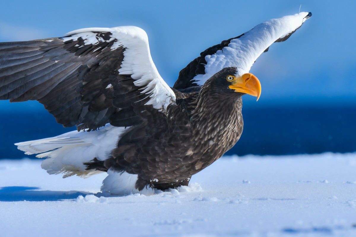 Steller's Sea-Eagle - ML634455266