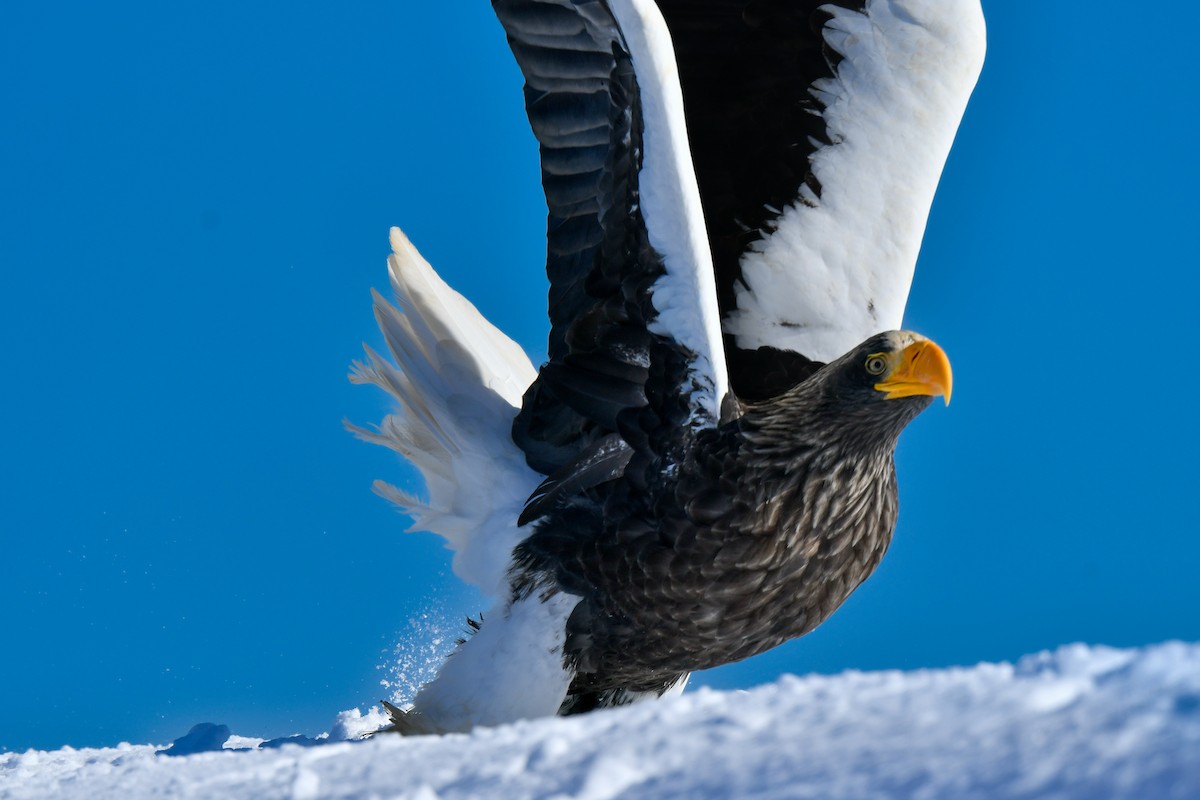 Steller's Sea-Eagle - ML634455267