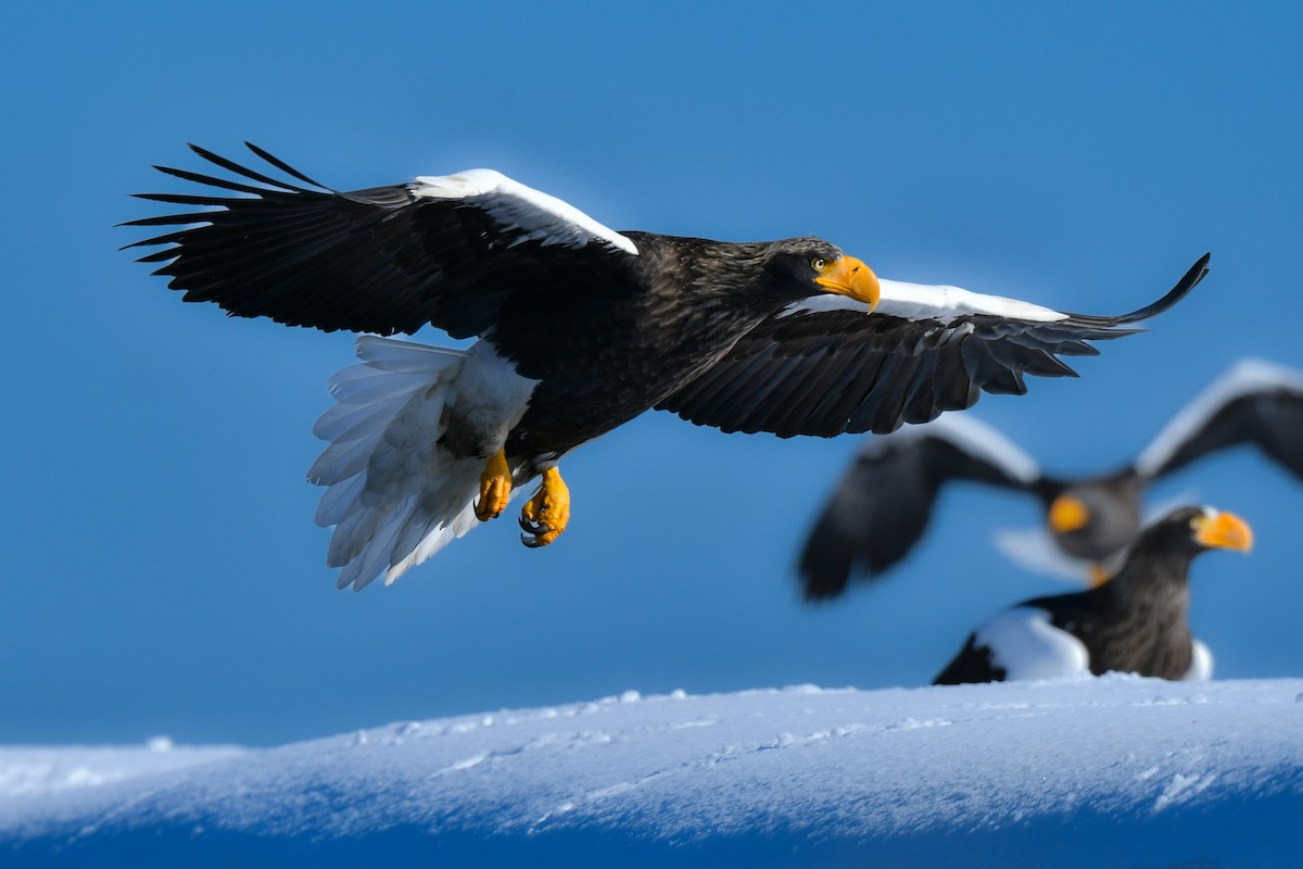 Steller's Sea-Eagle - ML634455268