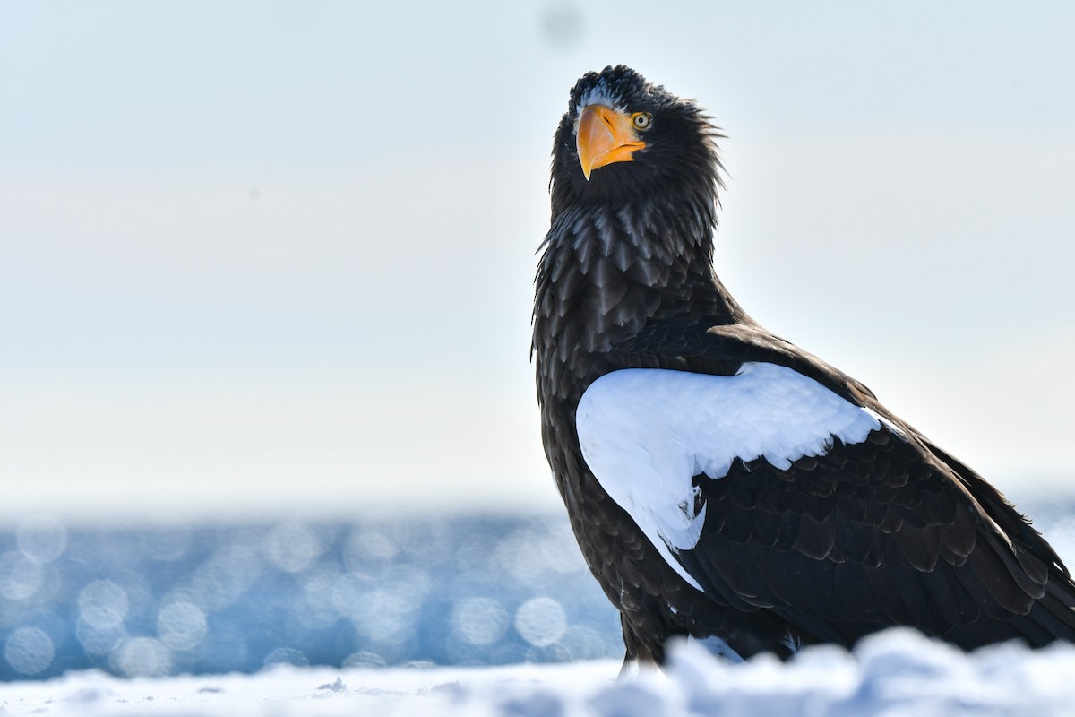 Steller's Sea-Eagle - ML634455270