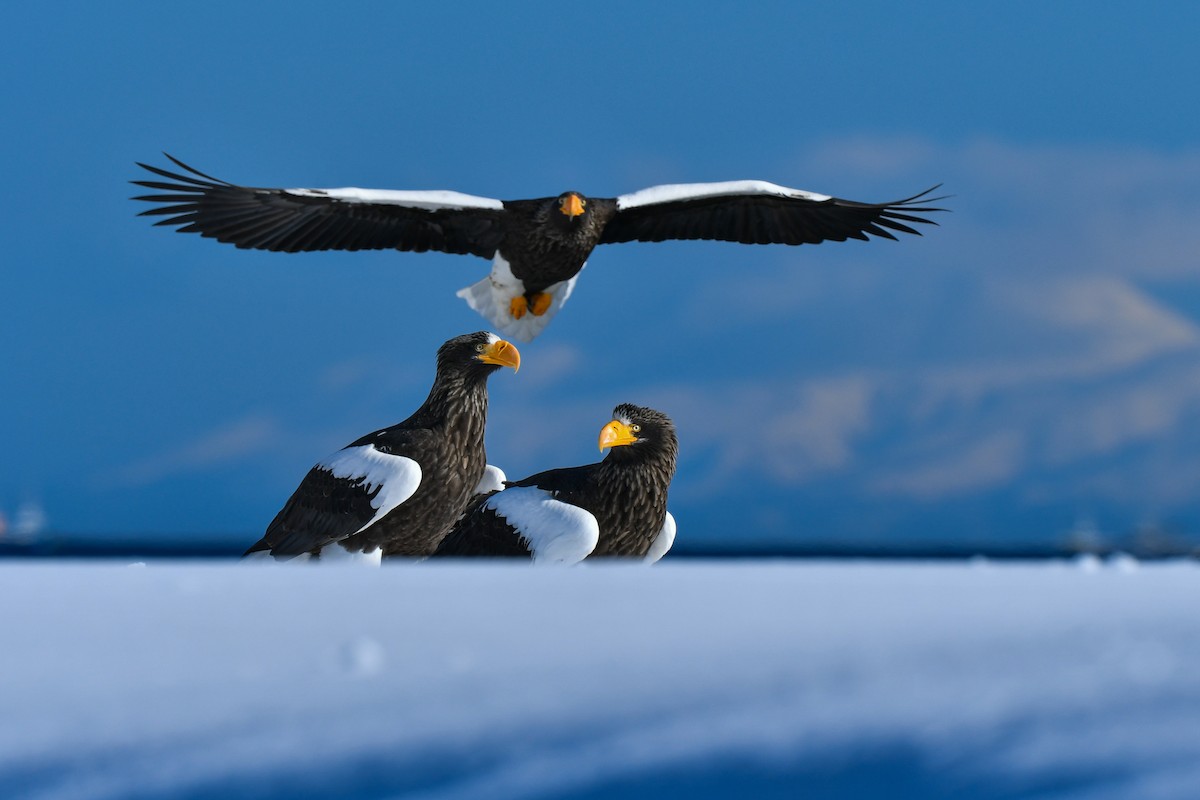 Steller's Sea-Eagle - ML634455271
