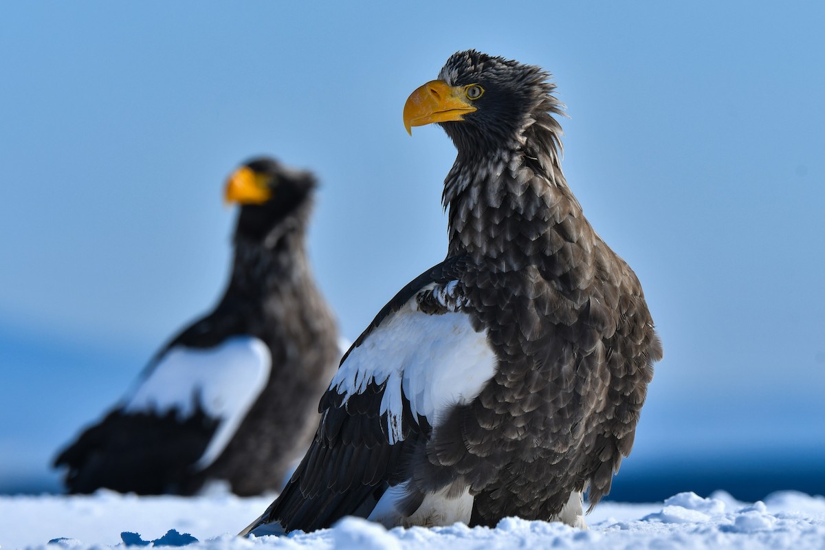 Steller's Sea-Eagle - ML634455272