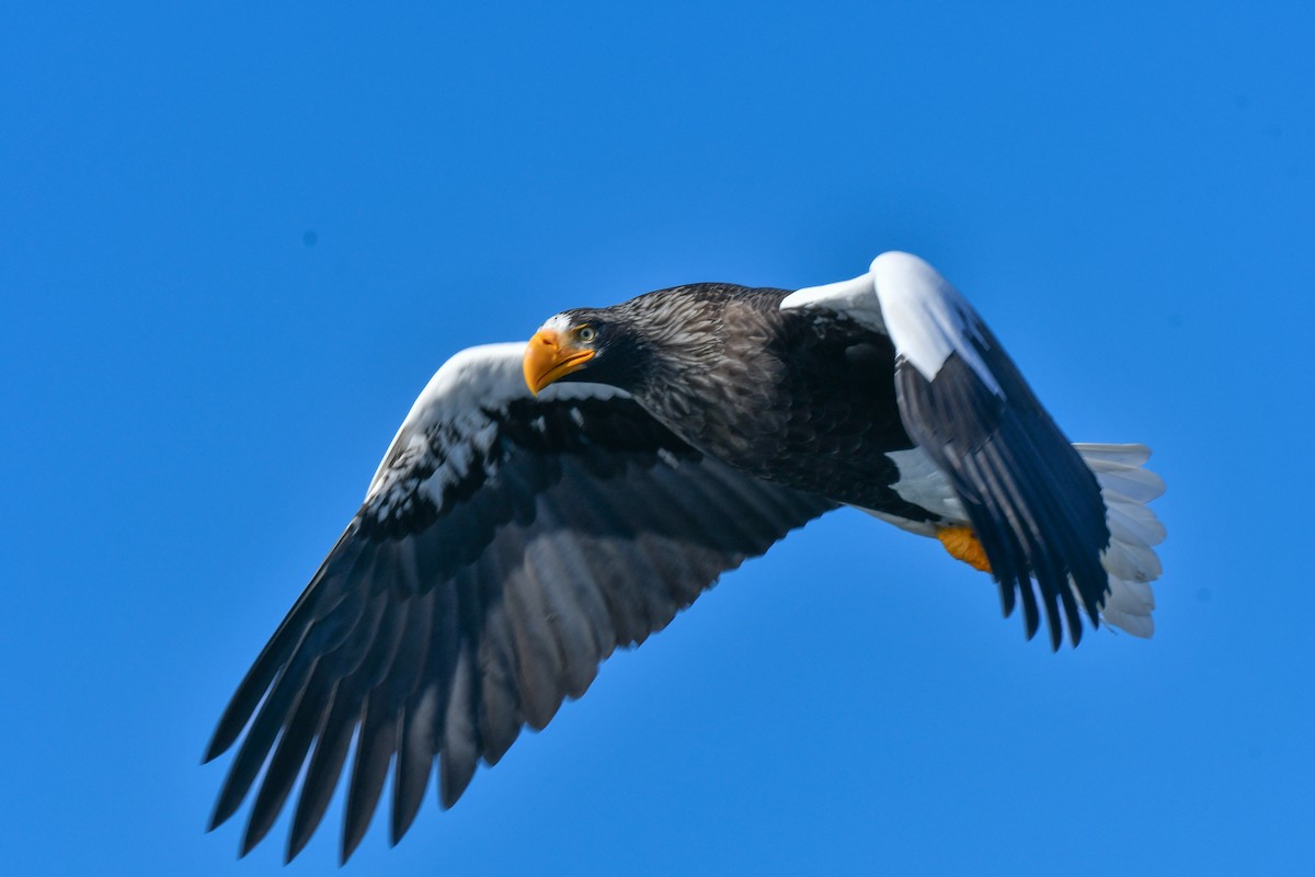 Steller's Sea-Eagle - ML634455275