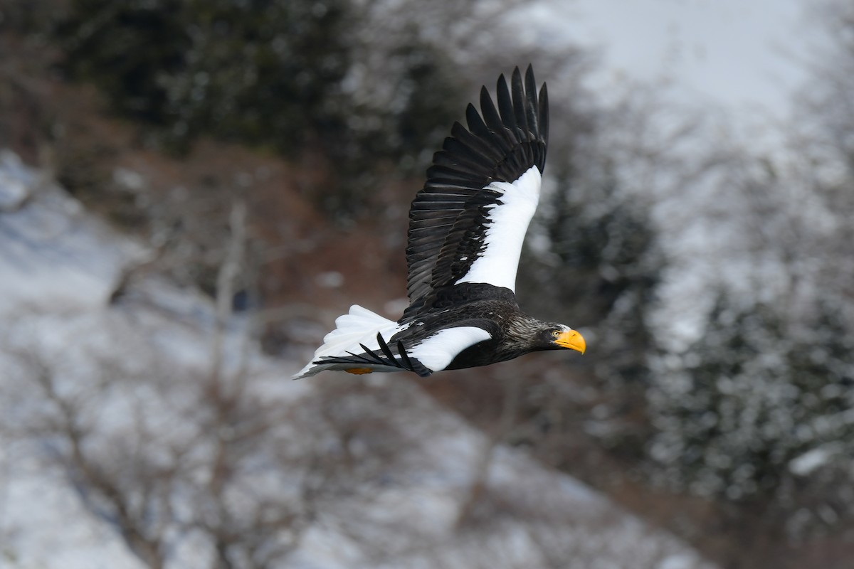 Steller's Sea-Eagle - ML634455288
