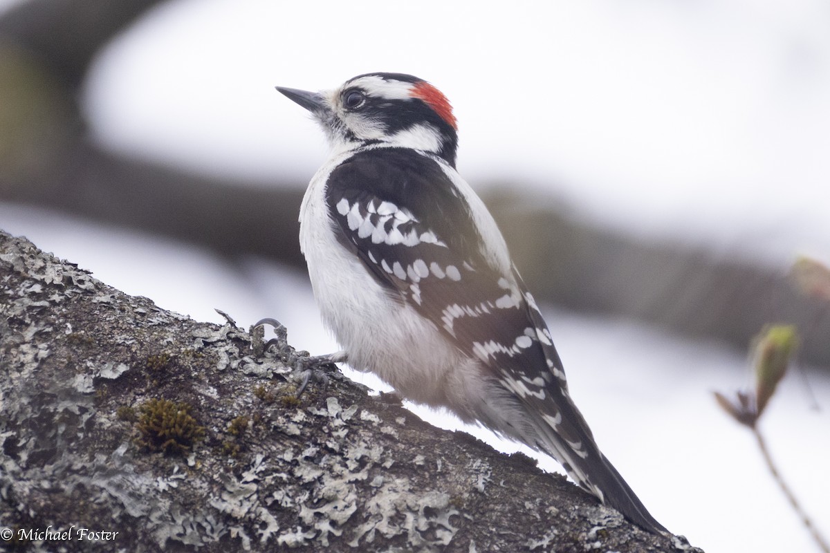 Downy Woodpecker (Eastern) - ML634455496