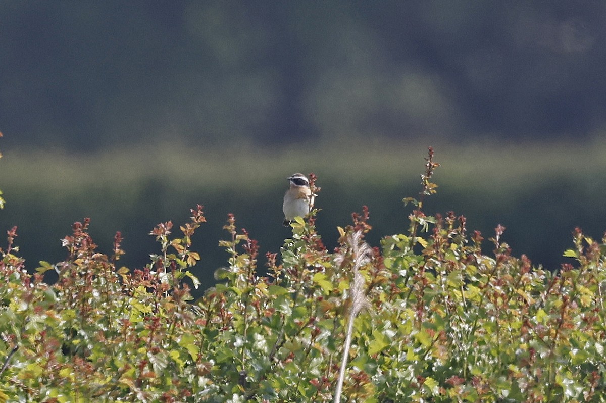 Whinchat - ML634455524