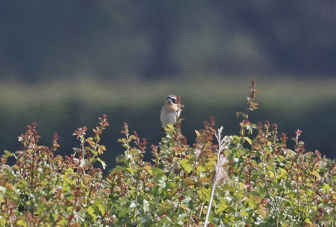 Whinchat - ML634455529