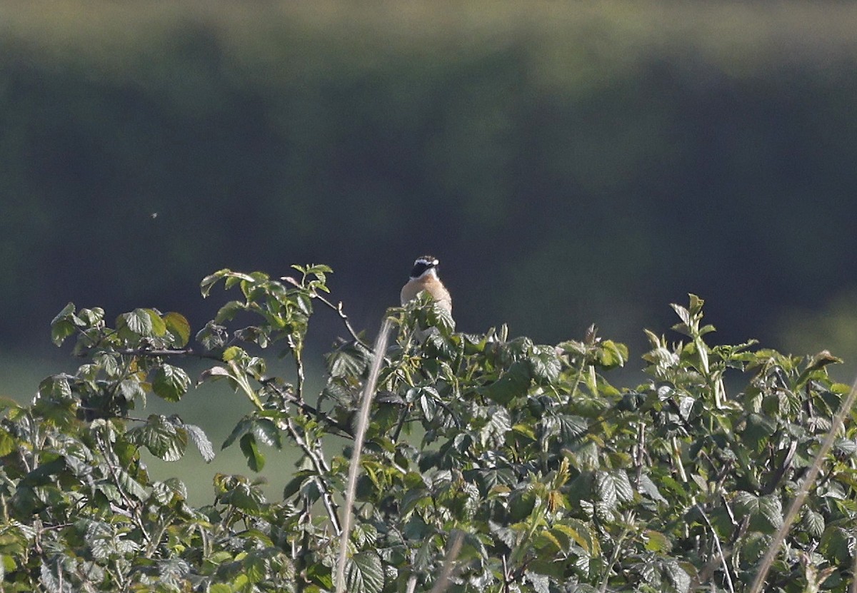 Whinchat - ML634455533