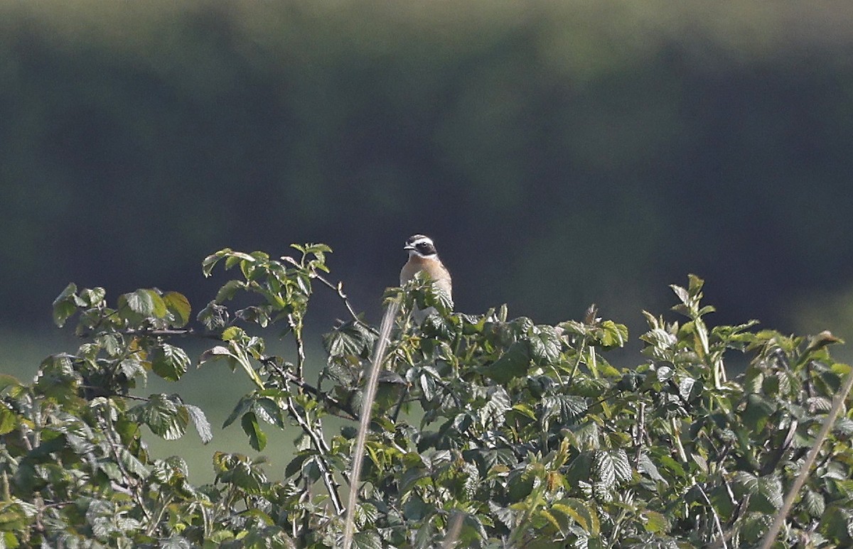 Whinchat - ML634455536