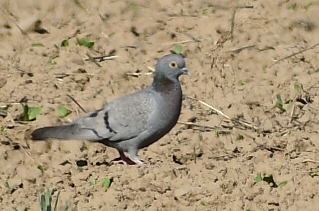 Yellow-eyed Pigeon - ML634455629