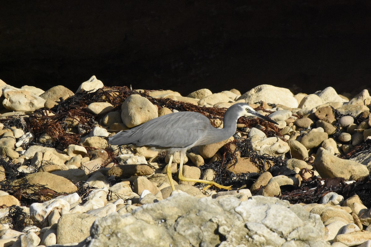 White-faced Heron - ML634455673