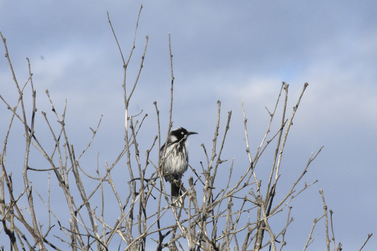 New Holland Honeyeater - ML634455689