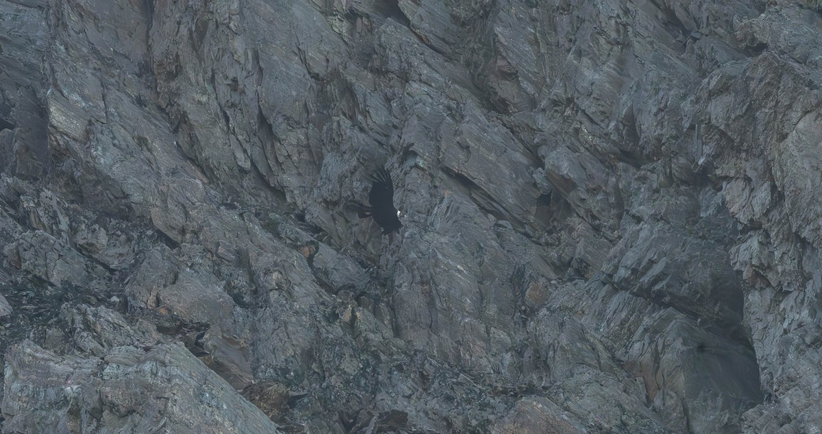 Andean Condor - ML634455915