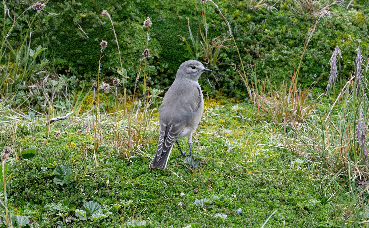 Ochre-naped Ground-Tyrant - ML634455950