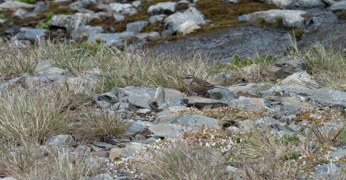 Buff-winged Cinclodes - ML634455974
