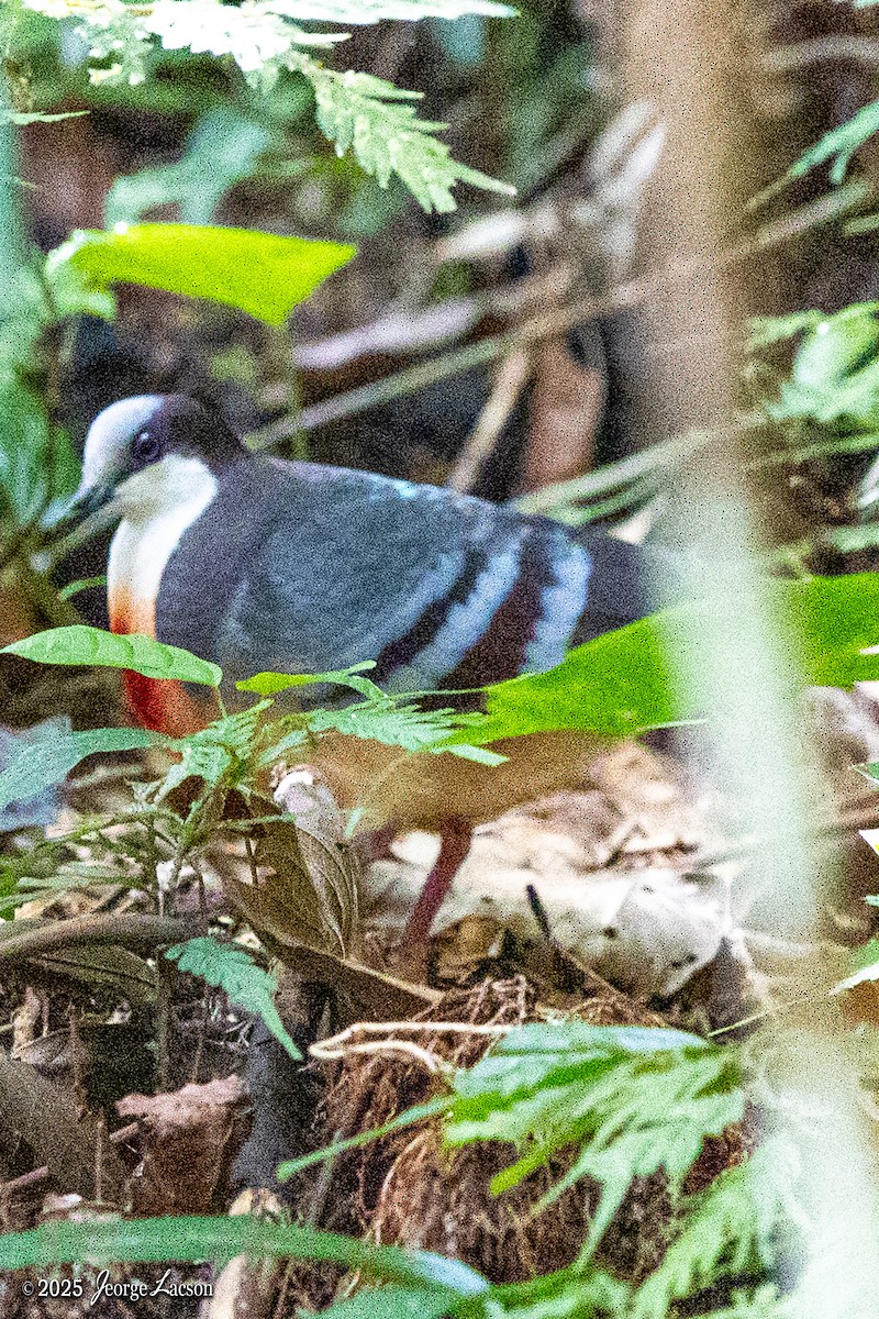 Luzon Bleeding-heart - ML634456056
