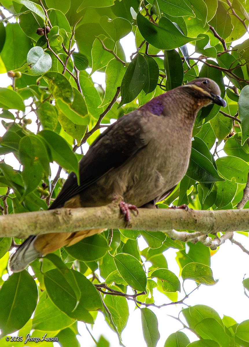 Amethyst Brown-Dove - ML634456077