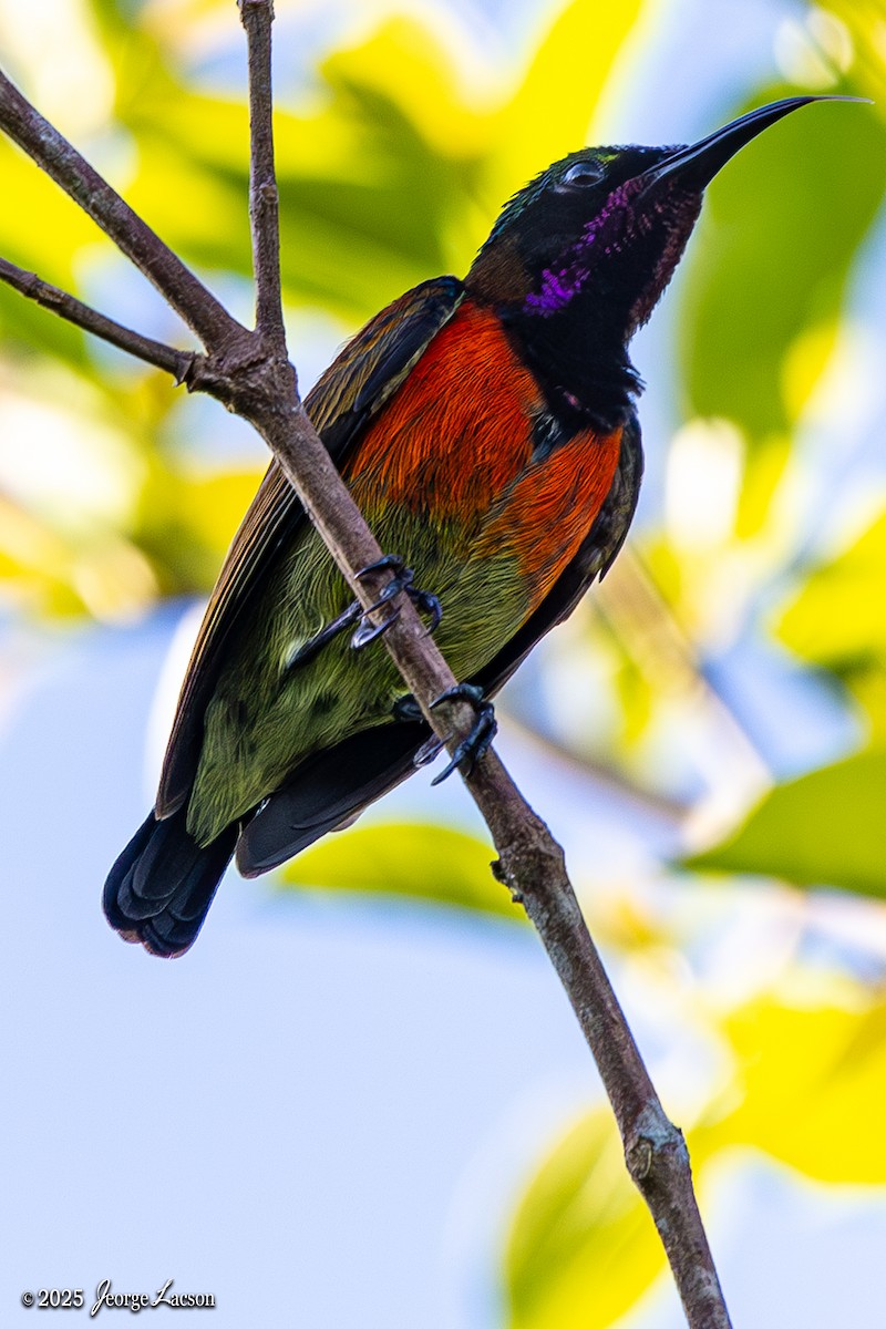 ムネアカタイヨウチョウ - ML634456120