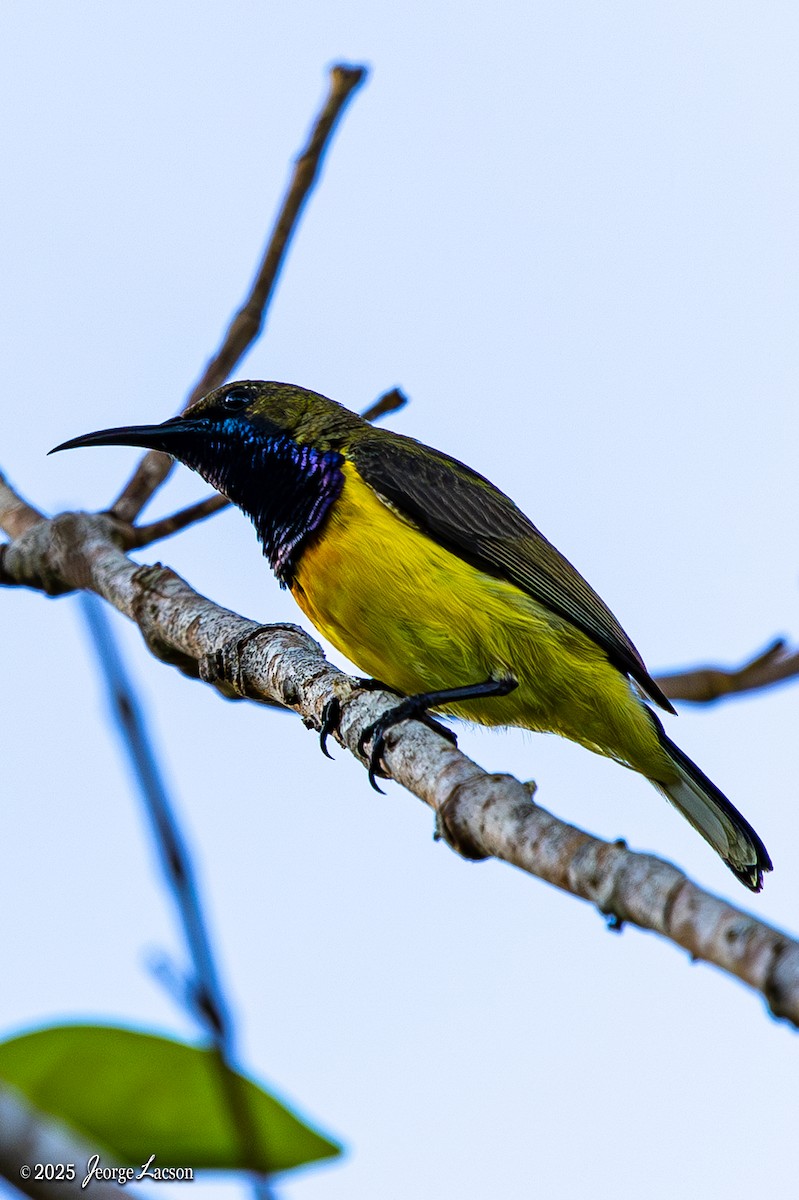 Garden Sunbird - ML634456195