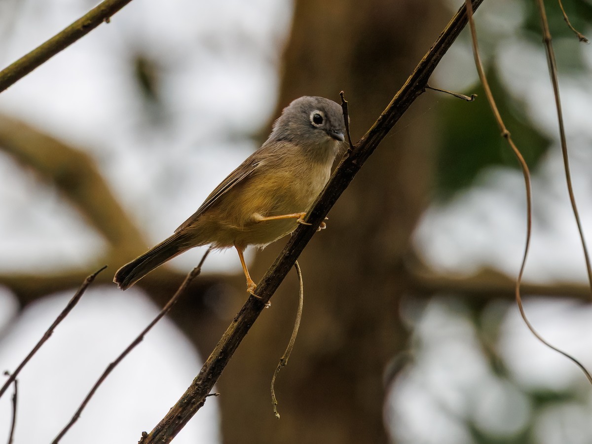 Morrison's Fulvetta - ML634456249