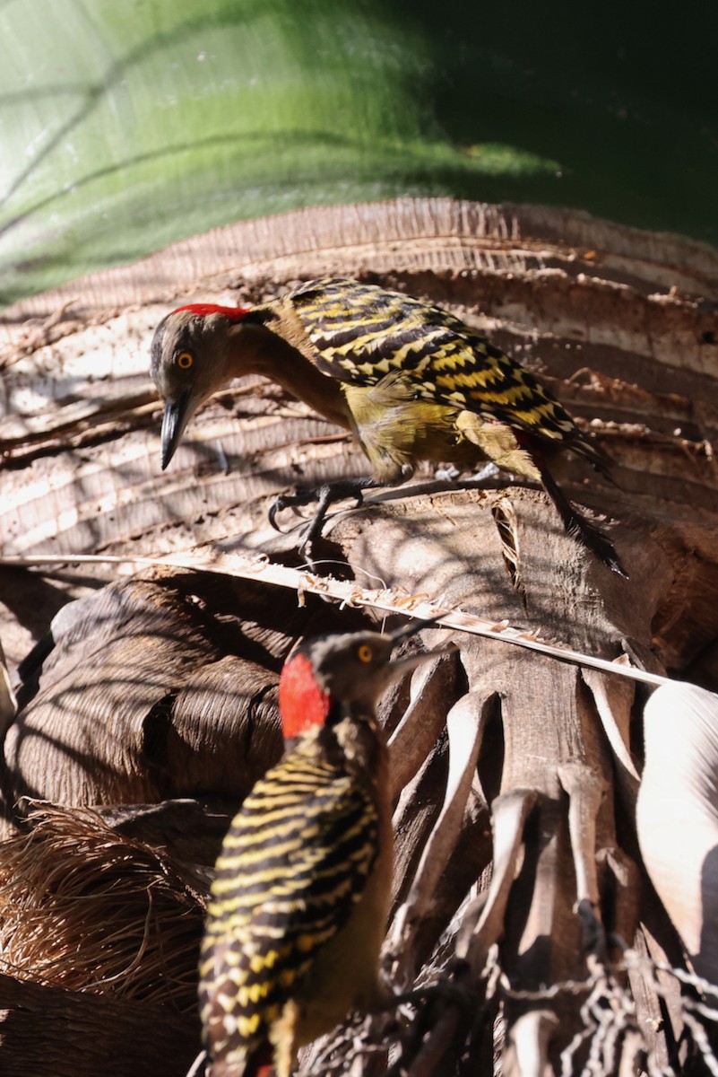 Hispaniolan Woodpecker - ML634456251