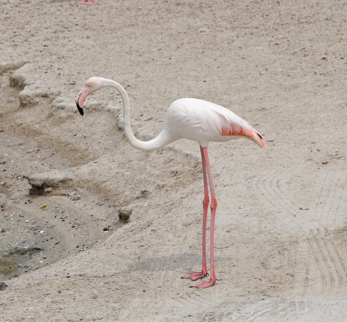 rosenflamingo - ML634456322