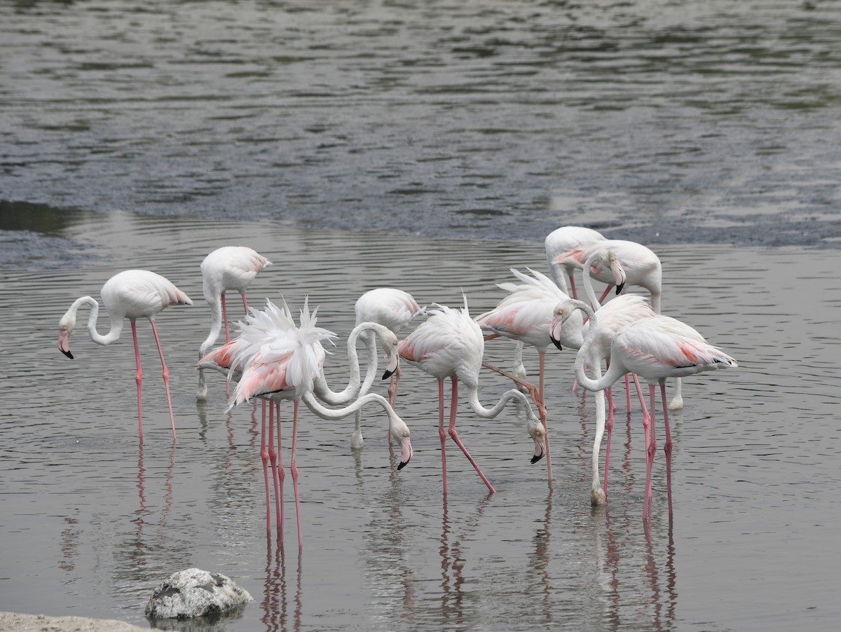 rosenflamingo - ML634456323