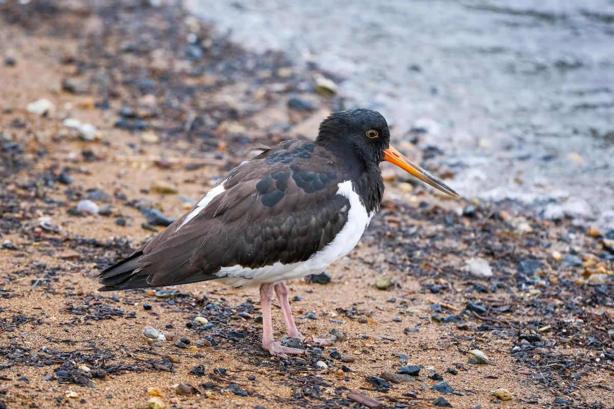 South Island Oystercatcher - ML634456418