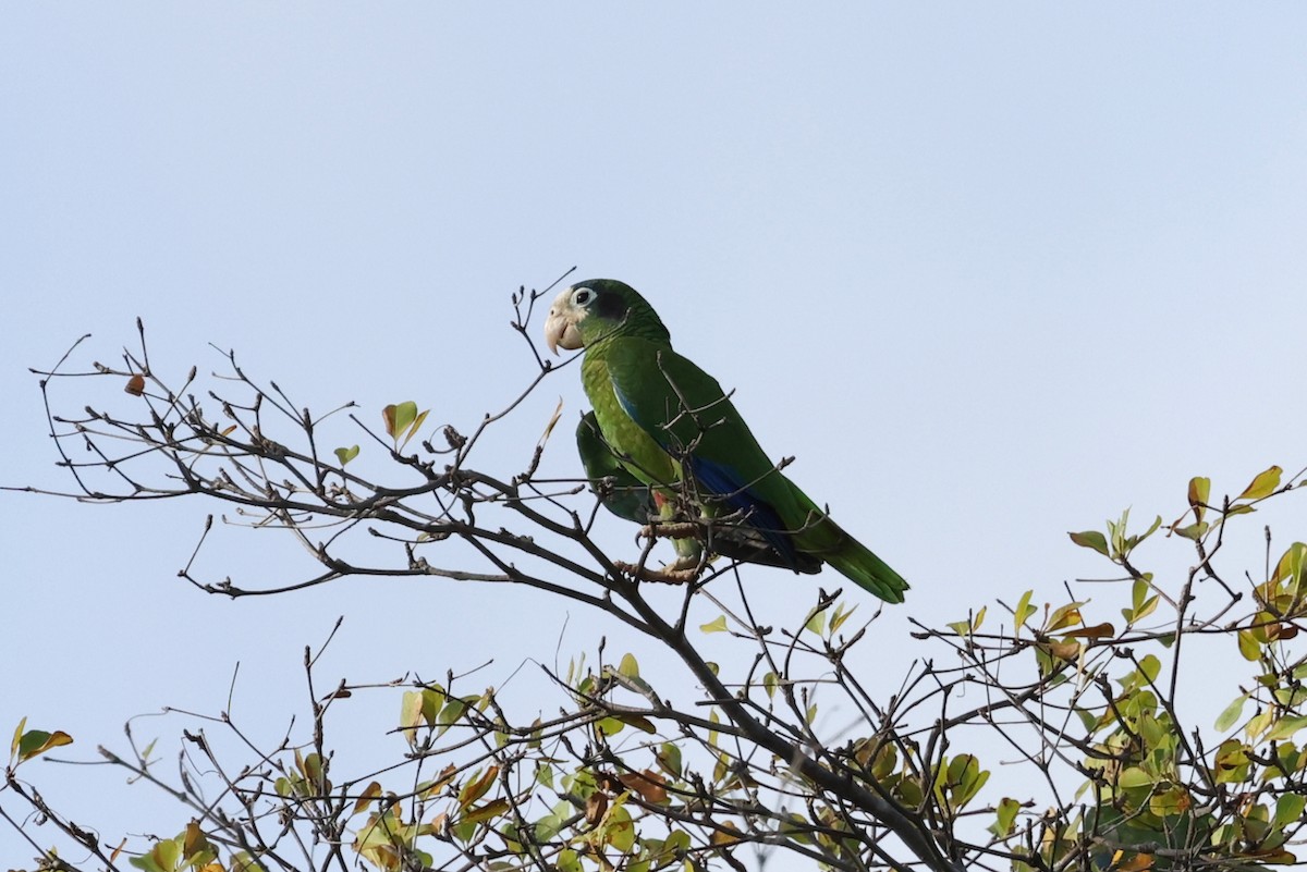 Hispaniolan Amazon - ML634456509