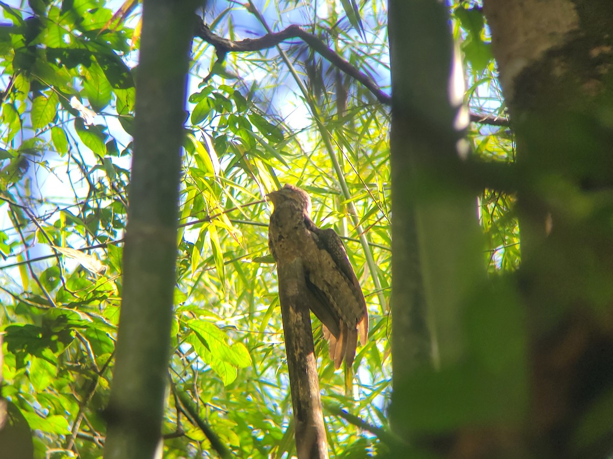 Common Potoo - ML634456562