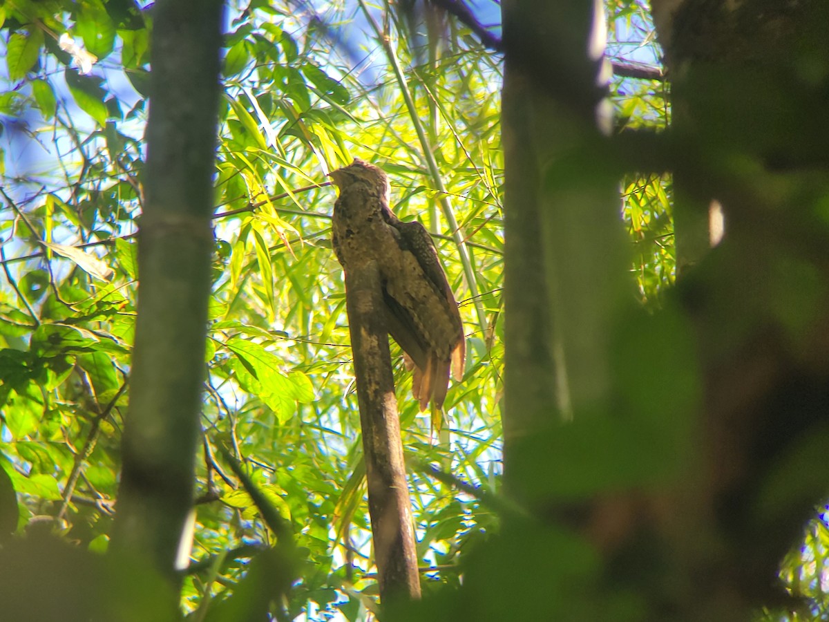 Common Potoo - ML634456563
