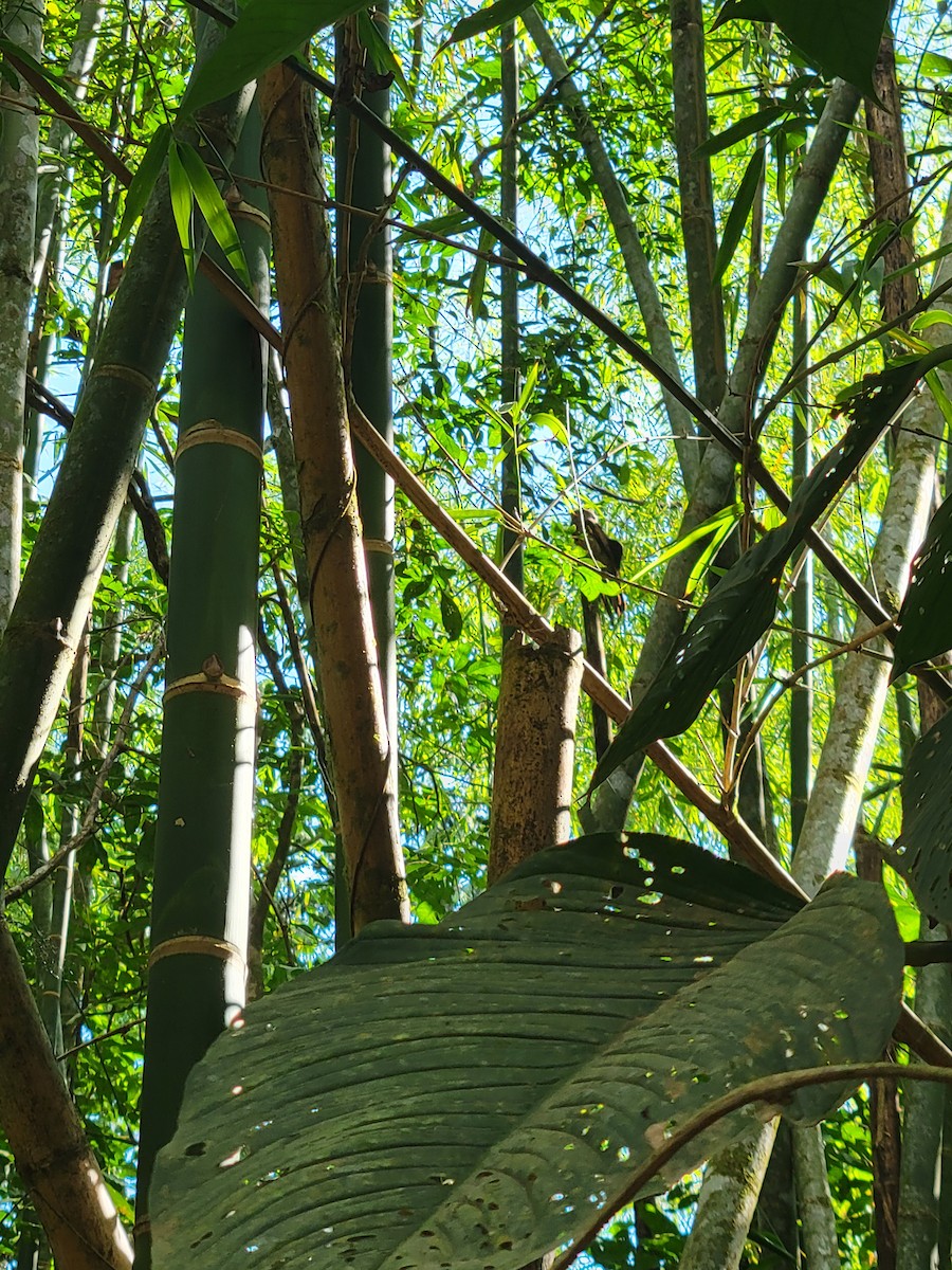 Common Potoo - ML634456564