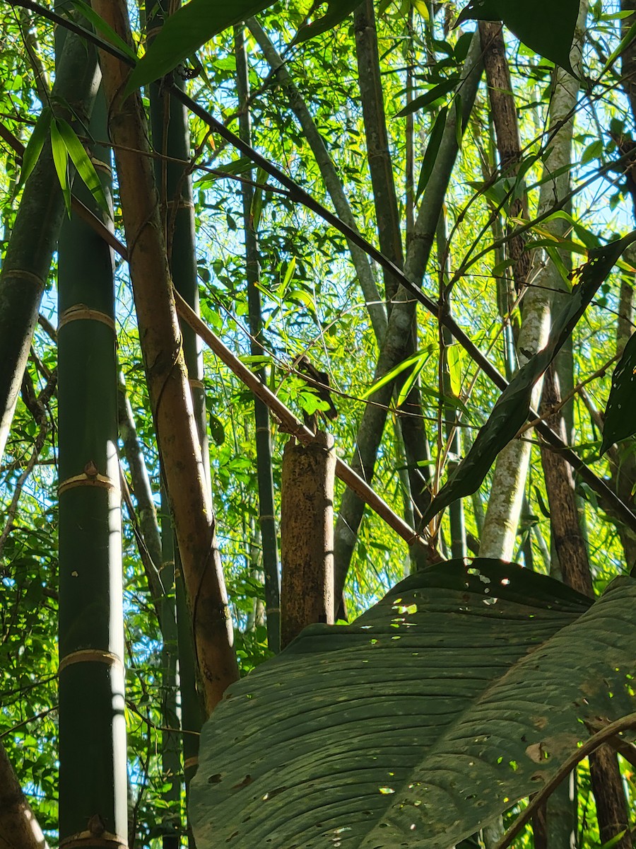 Common Potoo - ML634456566