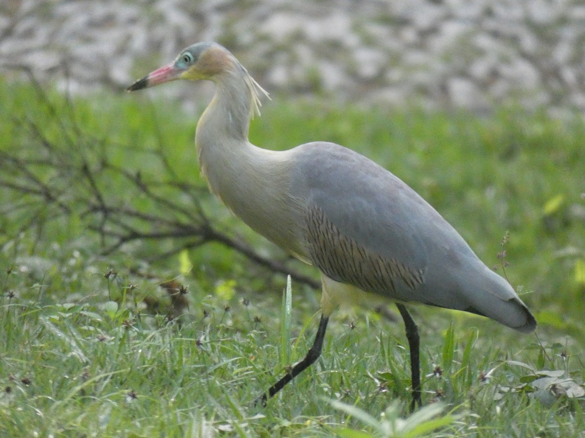 Whistling Heron - ML634456817