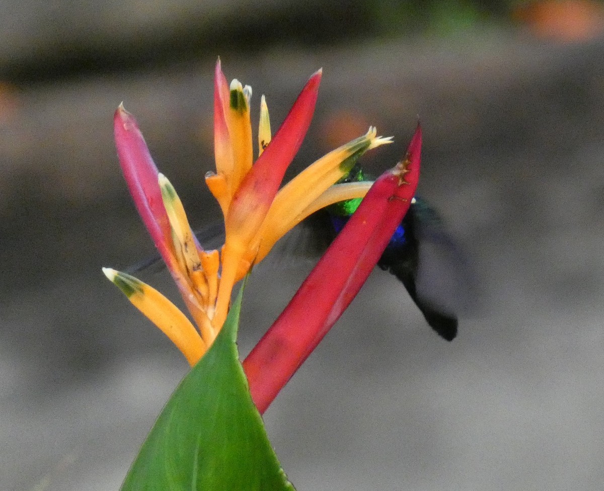 Fork-tailed Woodnymph - ML634456825