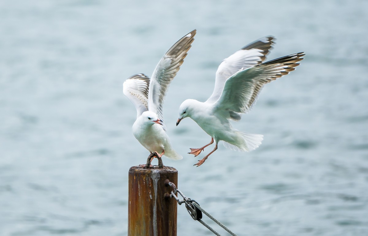 Silver Gull (Red-billed) - ML634456826
