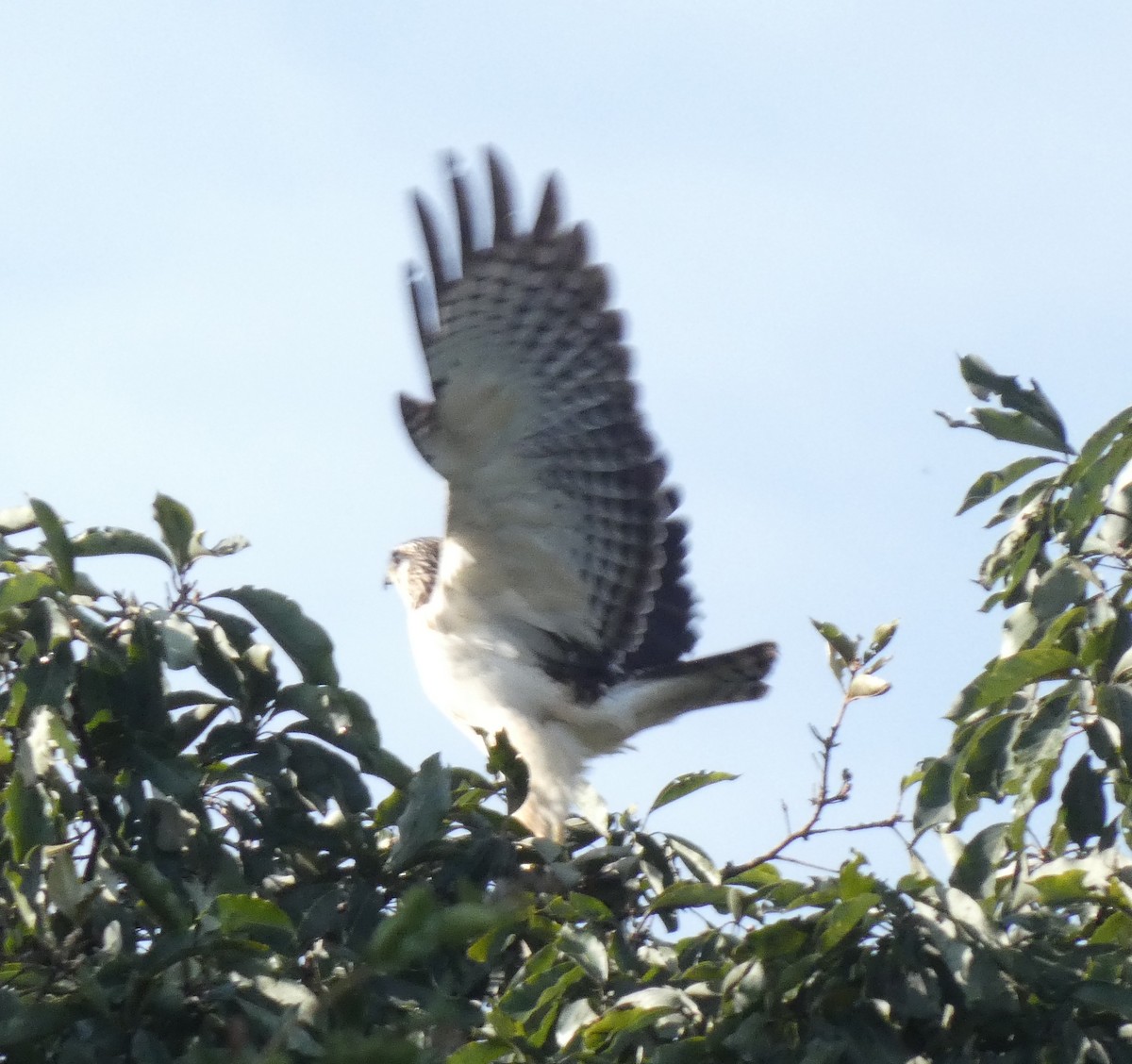Short-tailed Hawk - ML634456836