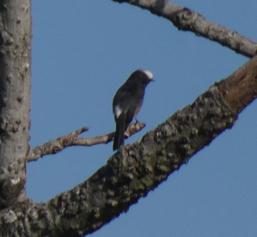 Long-tailed Tyrant - ML634456844