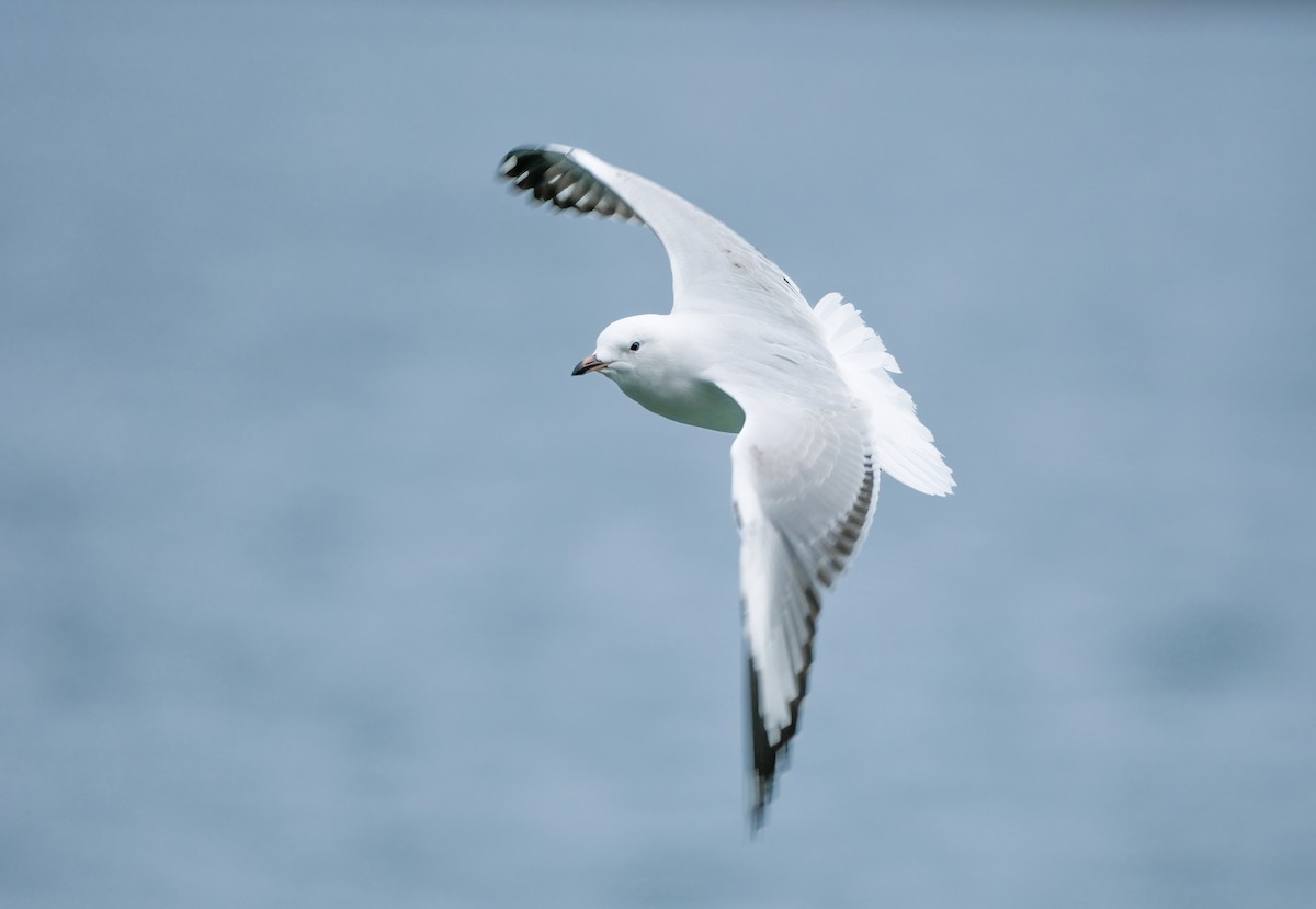 Silver Gull (Red-billed) - ML634456897