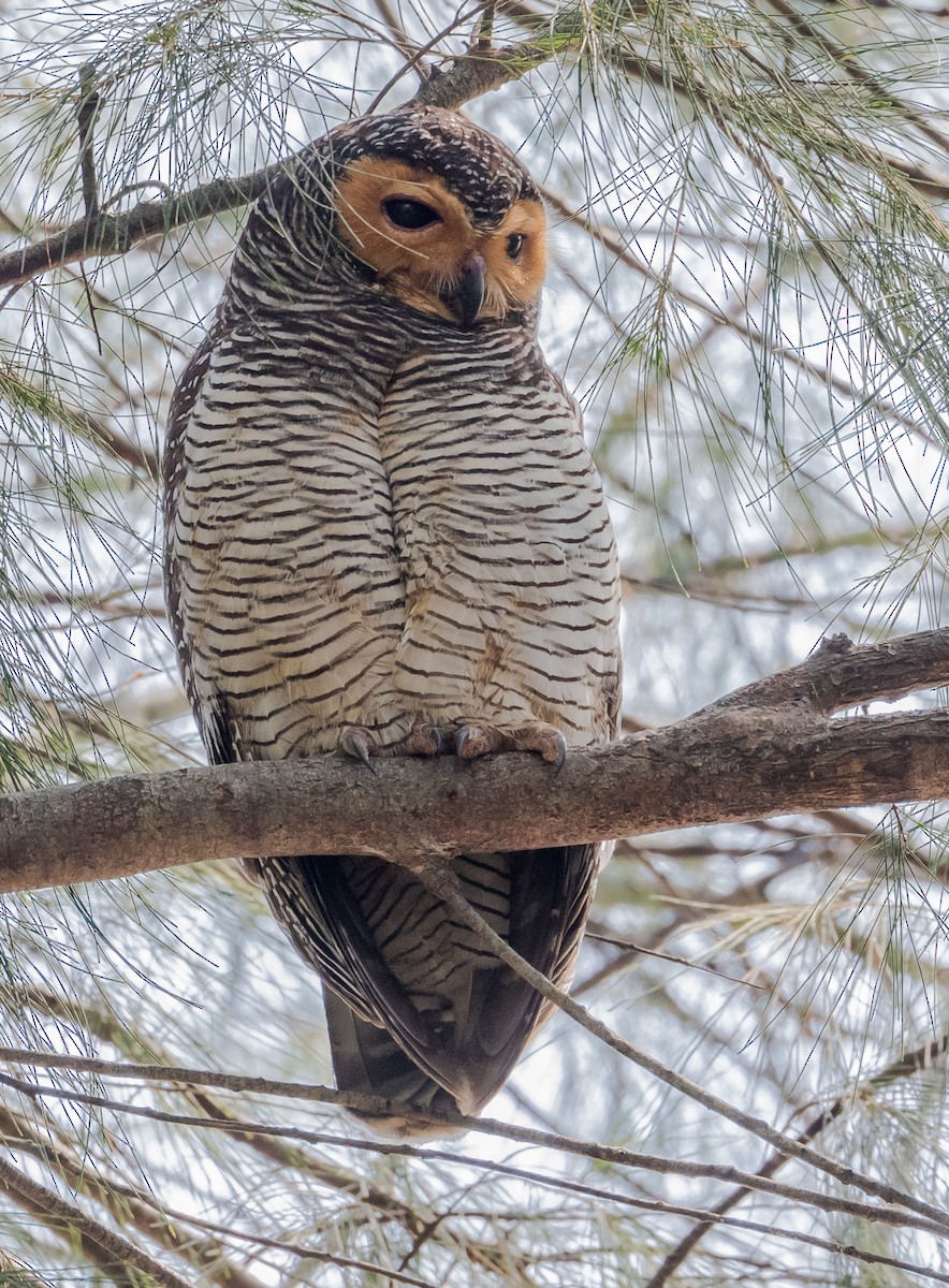 Пагодная неясыть - ML634457099