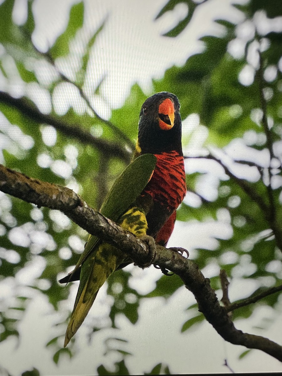 Coconut Lorikeet - ML634457118