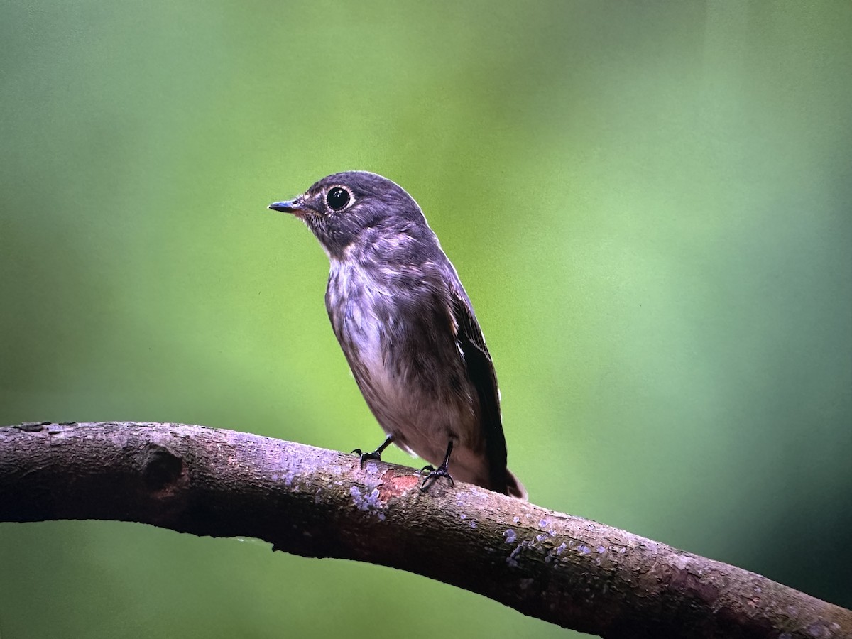 Dark-sided Flycatcher - ML634457120