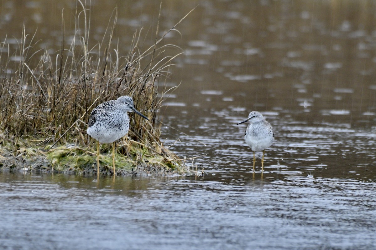Lesser Yellowlegs - ML634457276